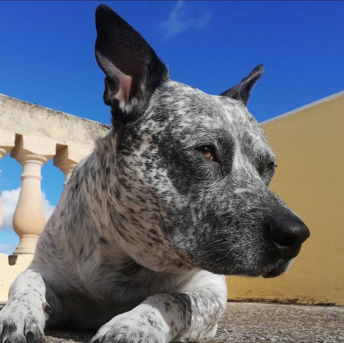 Zeus Photo 12