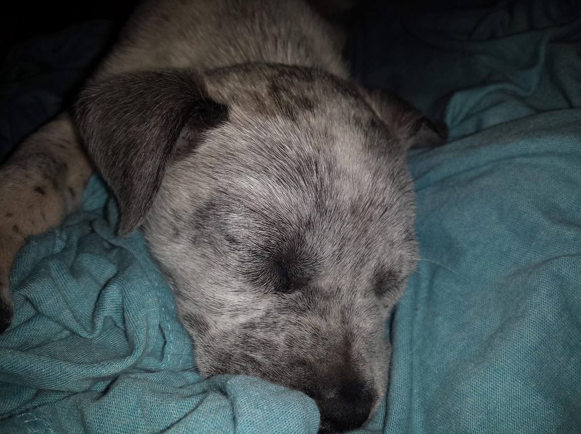 Zeus Photo 8